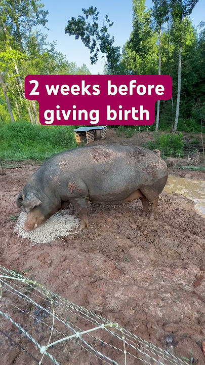 Stages of Pig Pregnancy 🐖 #piglets