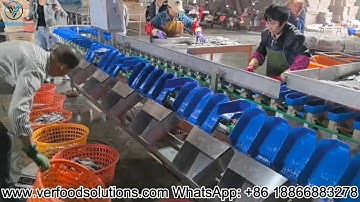 VERFOODSOLUTIONS Fish Shrimp Grading Weight Sorting Machine Working Video