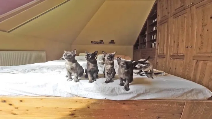 Watch the video about Burmese babies