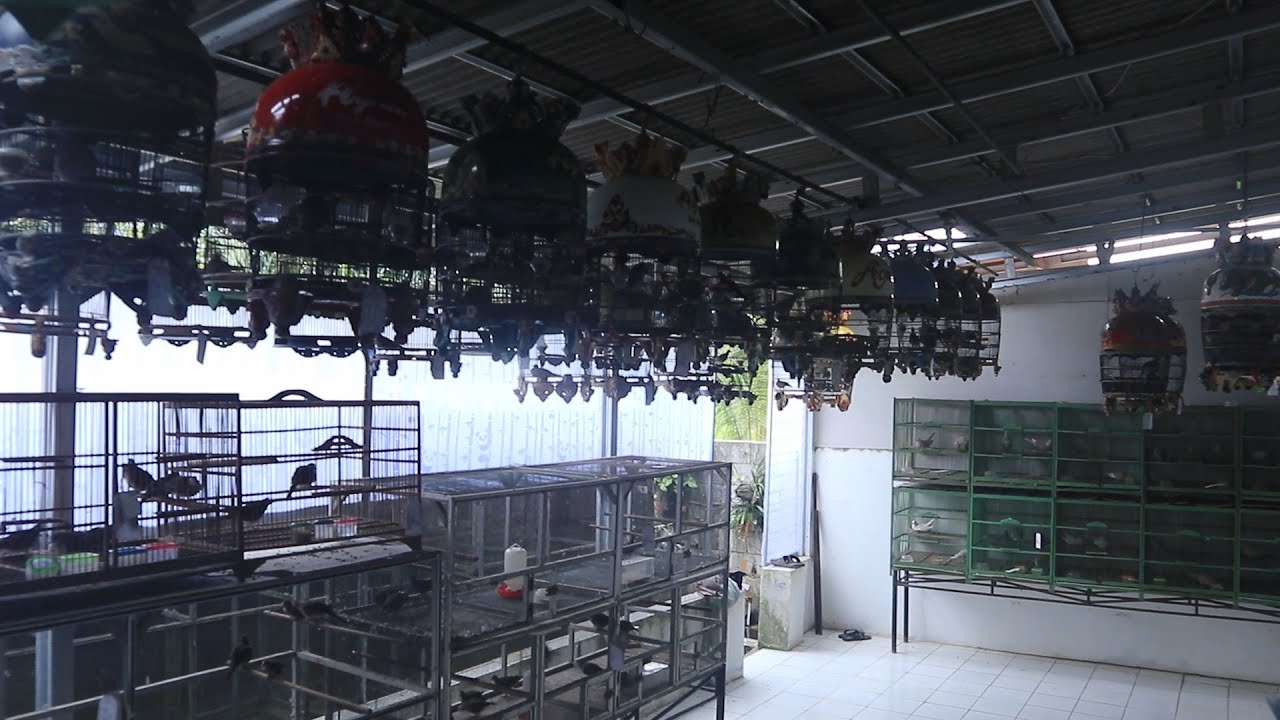 Agnia Bird Farm: PERKUTUT BANGKOK ISTIMEWA DARI TANAH JAWARA