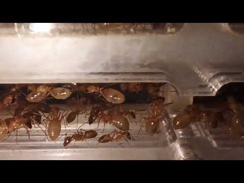 Видео: чуток муравьёв