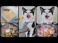 Starley Homemade Cat's Wet Food Recipe part 3