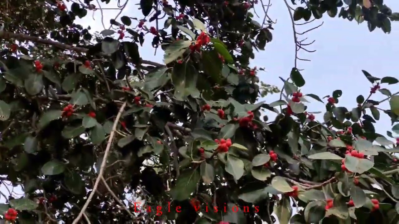 natural WhatsApp status Tamil songs / banyan tree with beautiful memories / banyan tree / இயற்கை