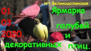 Ярмарка голубей, декоративных птиц и животных пгт.Великодолинское. Аккаржа ярмарка голубей. Одесса.