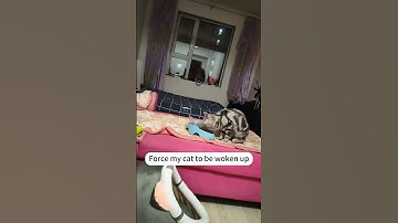 Lazy cat that can’t wake up