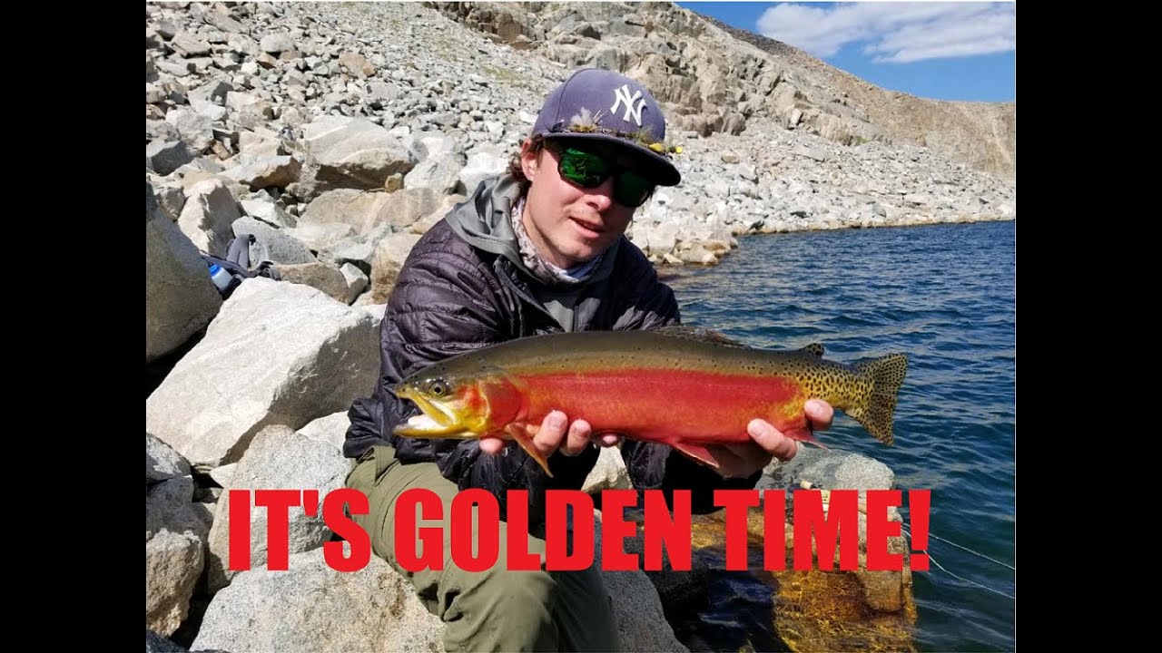 Fly fishing for golden trout in the Winds YouTube