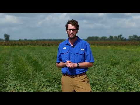 Video: Een zoete aardappel behandelen met nematoden: hoe wortelknobbela altjes in zoete aardappelen te bestrijden