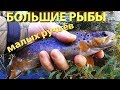 Большие рыбы малых ручьев и волшебство нетронутых мест./ dry fly fishing for trout