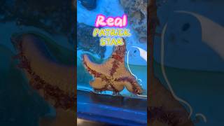 The Real Patrick star looking for SpongeBob #spongebob #starfish #aquarium #shorts