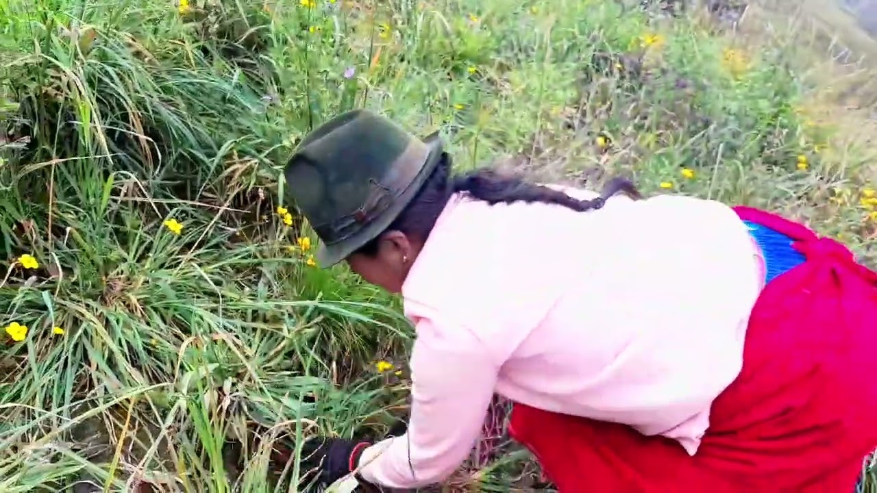 Cortando hierba para mis cuyes ☘️🍀 #hierbas #cuyes #diario #campo