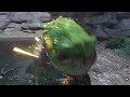 STAR WARS Jedi: Survivor_20240225162713