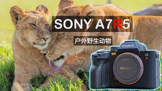 索尼A7R5惡劣環境中長時間超高強度實戰聊聊缺點與優點 Wildlife Photography