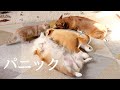 パニックになるコーギーとマンチカン