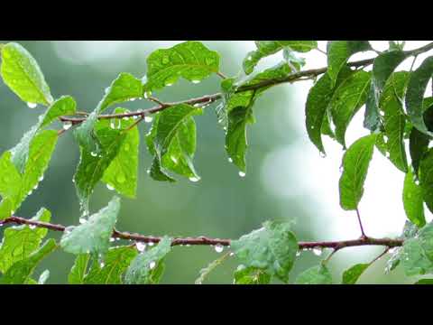 Video Âm Thanh Dễ Ngủ Tiếng Mưa Rơi Và Tiếng Sấm Sét Chữa... - youtube