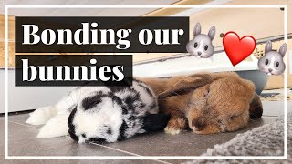 Turning Hate Into Love | Bonding Our Aggressive Rabbits