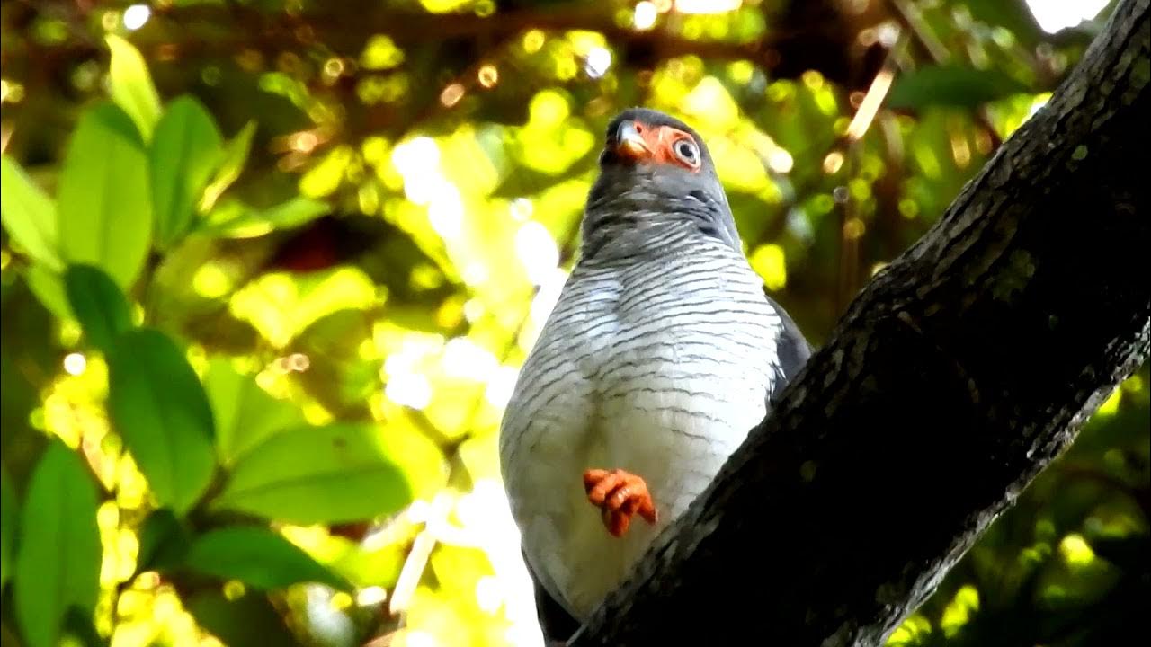 Cryptic ForestFalcon Singing in Amazon Brazil! YouTube