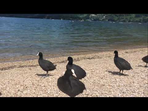 Beautiful Lake in Italy Summer 2021 | How to Arrive at Lake Caldonazzo Trentino | Lago di Caldonazzo