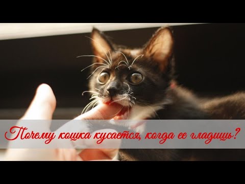 Почему кошка кусается когда ее гладишь Why does a cat bite when you stroke it