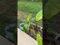 Garden Update Coming Soon! 😱🌴 #shorts #plants