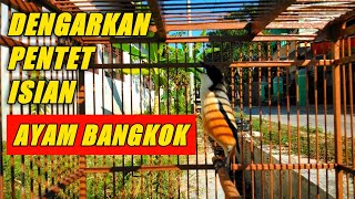 Cendet Isian Ayam Berkokok, pancingan burung cendet agar cepat bunyi ~ Konco Ocehan Manuk