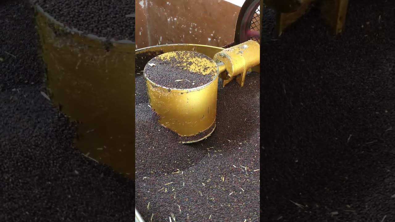 Pure Mustard Oil Coldpressedoils Kachighani Chekkuoil Swasthamsutra