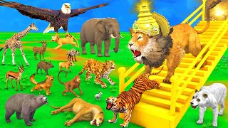 जादुई सीढ़ियाँ और शेर बना जंगल का राजा Magical Staircase aur Jungle ka Raja Sher Funny Animal Videos