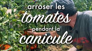 Arroser les tomates par temps de canicule.