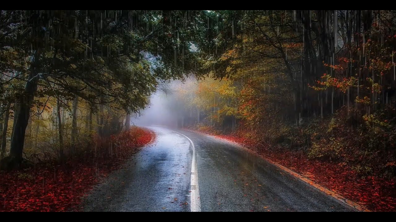 Heavy Rain Sounds on Foggy Forest Road Ambience 