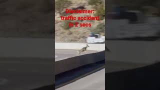 WARNING: Animal/Vehicle Collision