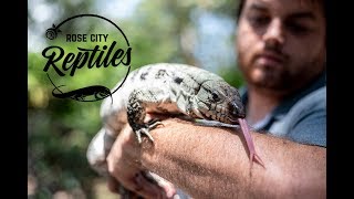 Have You Fed Your Tegus This?