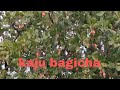 Kaju bagicha ru Raju sangrah#viral video#travel King Ajit