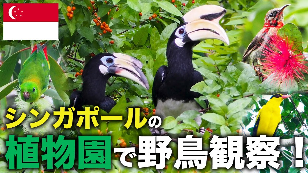 【海外野鳥観察】シンガポールの植物園にはどんな野鳥がいる？解説付き野鳥撮影Vlog#9