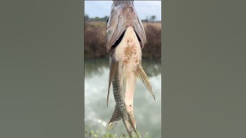 Cá Rô phi Quỷ 🎣 #fishing #tilapia #caucagiaitri