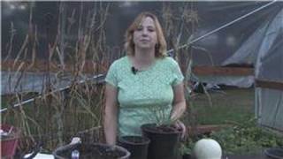 Gardening Tips : How to Care for Blueberry Bushes