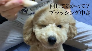 ブラッシングなトイプードルのモコくん(brushing!!!)