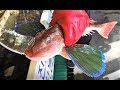 속초 외옹치항 자연산 잡어 회뜨기  make sashimi! natural fish in Sokcho's Ongotchi Port, Korea [맛있겠다] Yummy