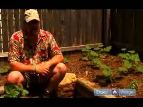 How to Plant a Vegetable Garden : How to Grow Squa...