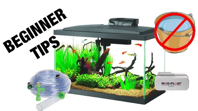 Basic Aquarium Maintenance for Beginners (Freshwater Edition