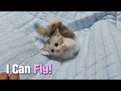 The Baby <strong>Cat</strong> Keeps Attacking Me and then Fall <strong>over</strong>