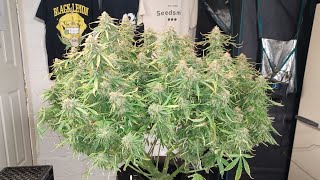 Banana Kush Autoflower harvest day Weed Seeds Express, Athena nutrition, Medic Grow Mini Sun-2 led 👀