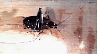 20010509 an03 tr04 K1 cin