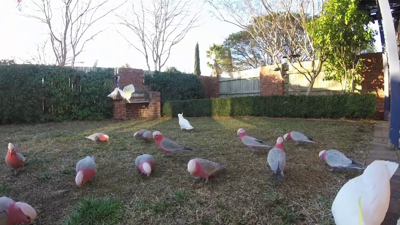 Pink galahs, backyard birds Canberra. YouTube