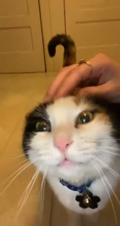 My 🐱 #pussycat #pussycatdolls #pussytalk #pussycats #catvideos #catstagram #vforviral #catholic
