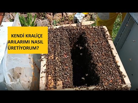 Ana Arı Üretim Serüvenim/ Baştan sona Kraliçe üretimi PART1 #aricilik #arıcılık #beekeeping #api