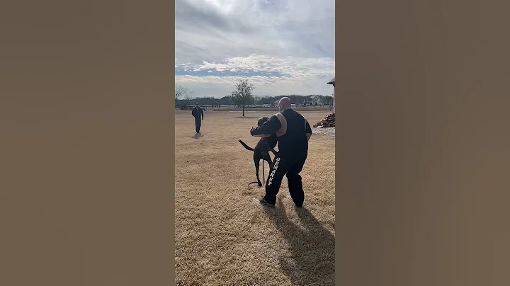 K9 Thor fully trained executive protection dog all black Malinois