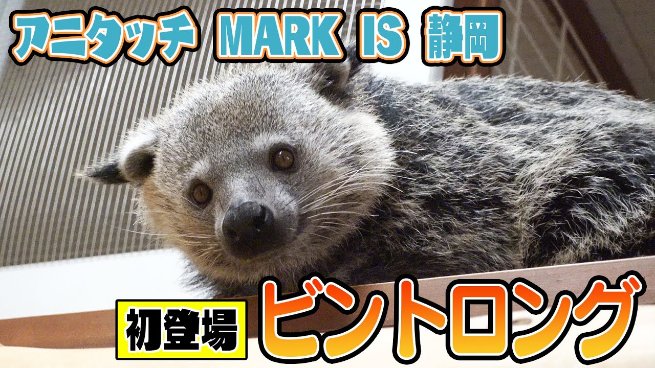 【アニタッチ MARK IS 静岡】アニタッチ初！ビントロングが登場♪