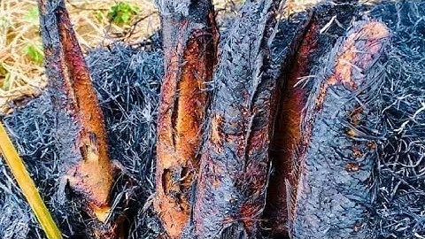 Cá Lóc Nướng Trui Đặc Sản Miền Sông Nước | Sen hồng TV