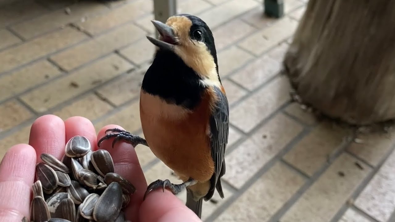 庭に来るヤマガラが可愛い件 手乗り なつく 人懐っこい 野鳥 留鳥 秋冬 ひまわりの種 好物 餌付け Varied Tit Coming To The Garden Is Cute Youtube