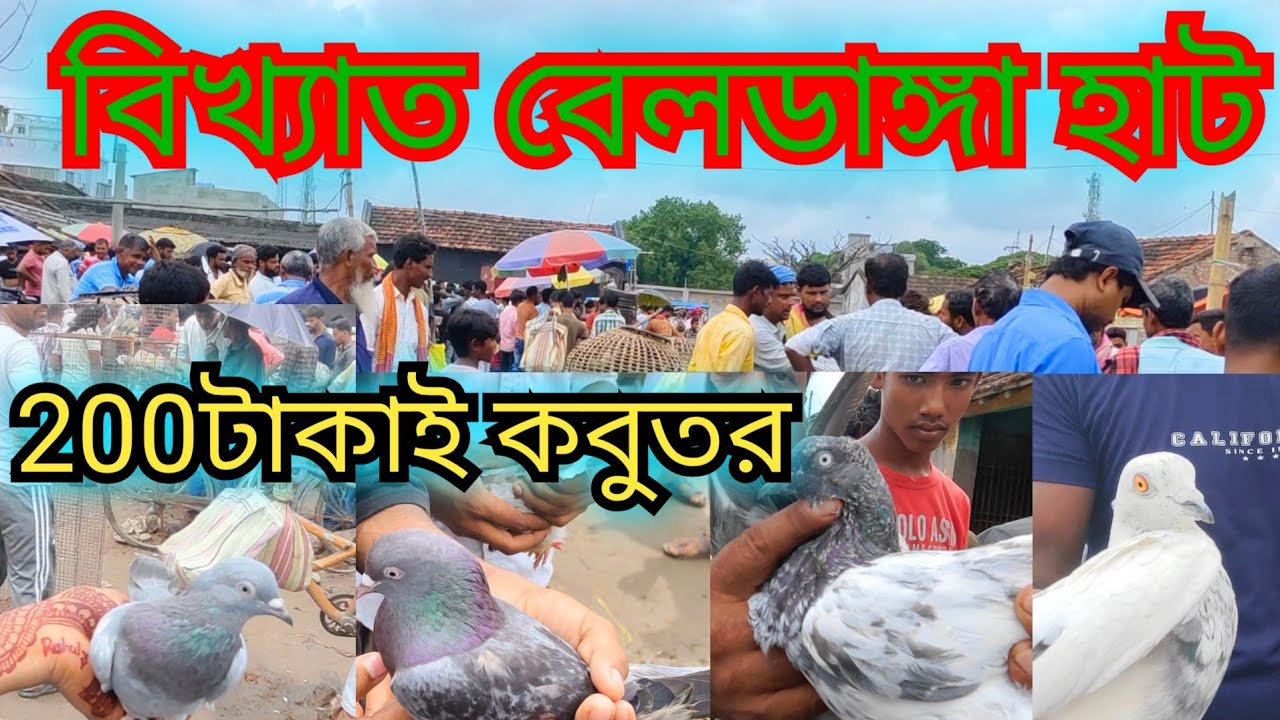 বিখ্যাত বেলডাঙ্গা হাট। Beldanga pigeon markat। ১০০ টাকায় কবুতর। মুর্শিদাবাদ হাট