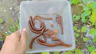 hunting red millipedes!! Many large beetle millipede insects appeared in the wetlands